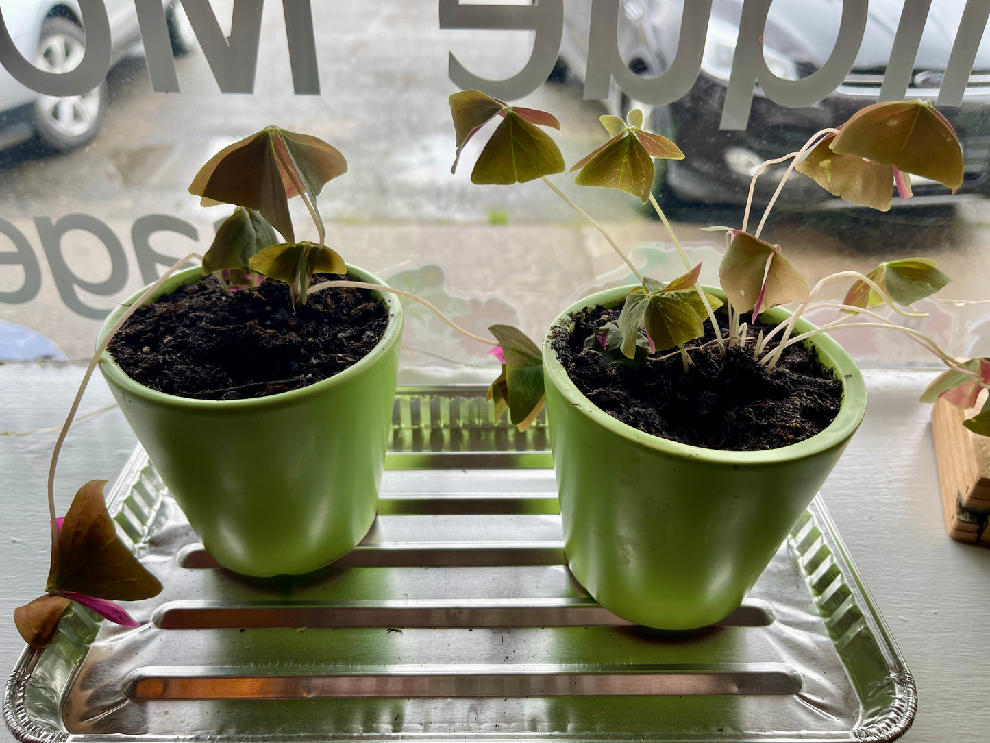 Artemisa diseña plantas en macetas tradicionales