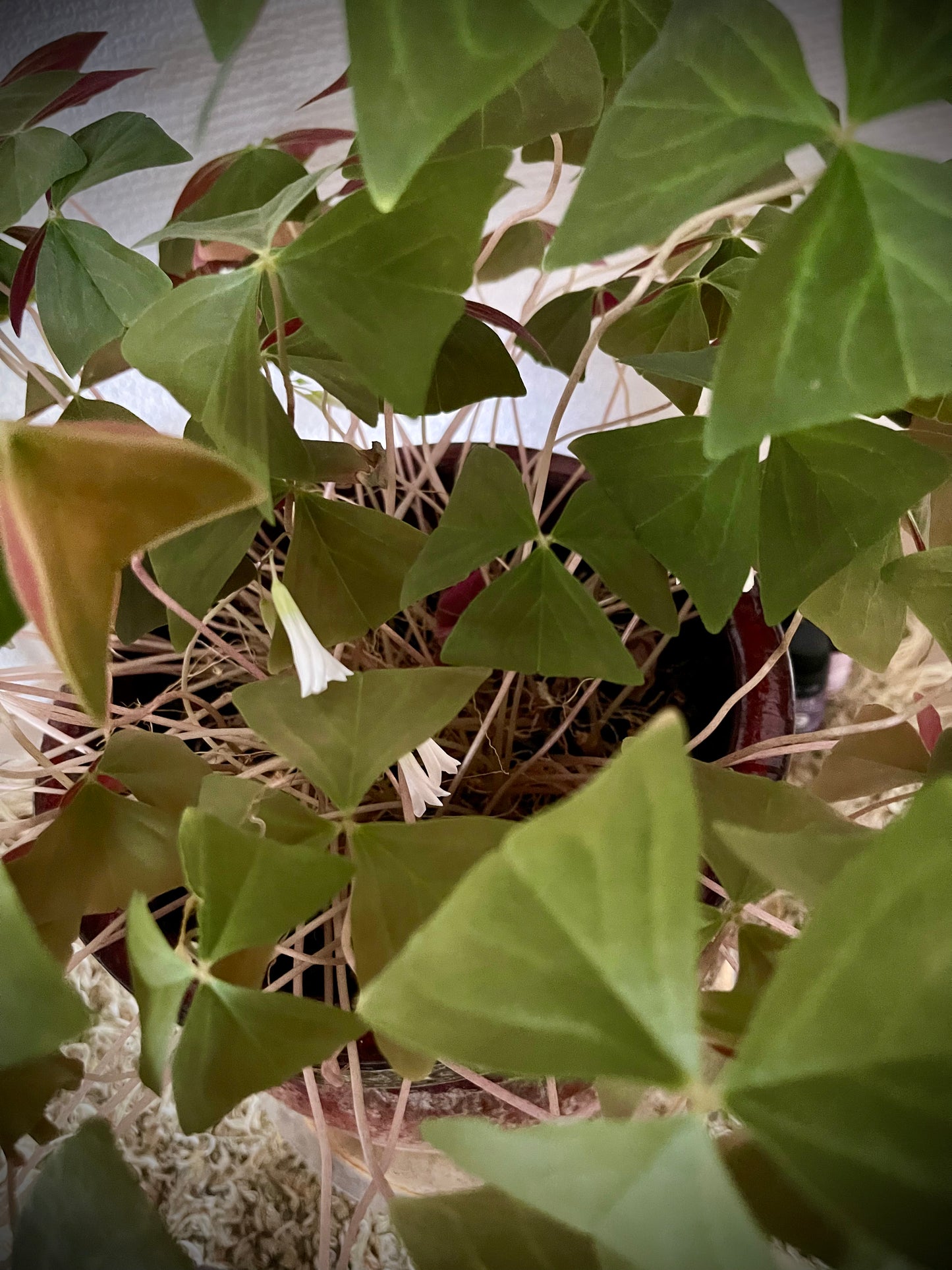 Artemisa diseña plantas en macetas tradicionales