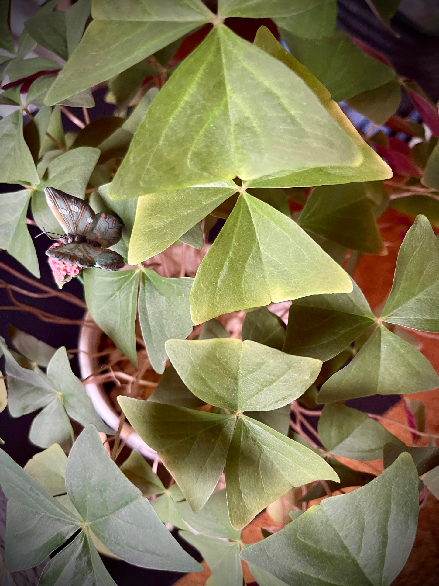 Artemisa diseña plantas en macetas tradicionales