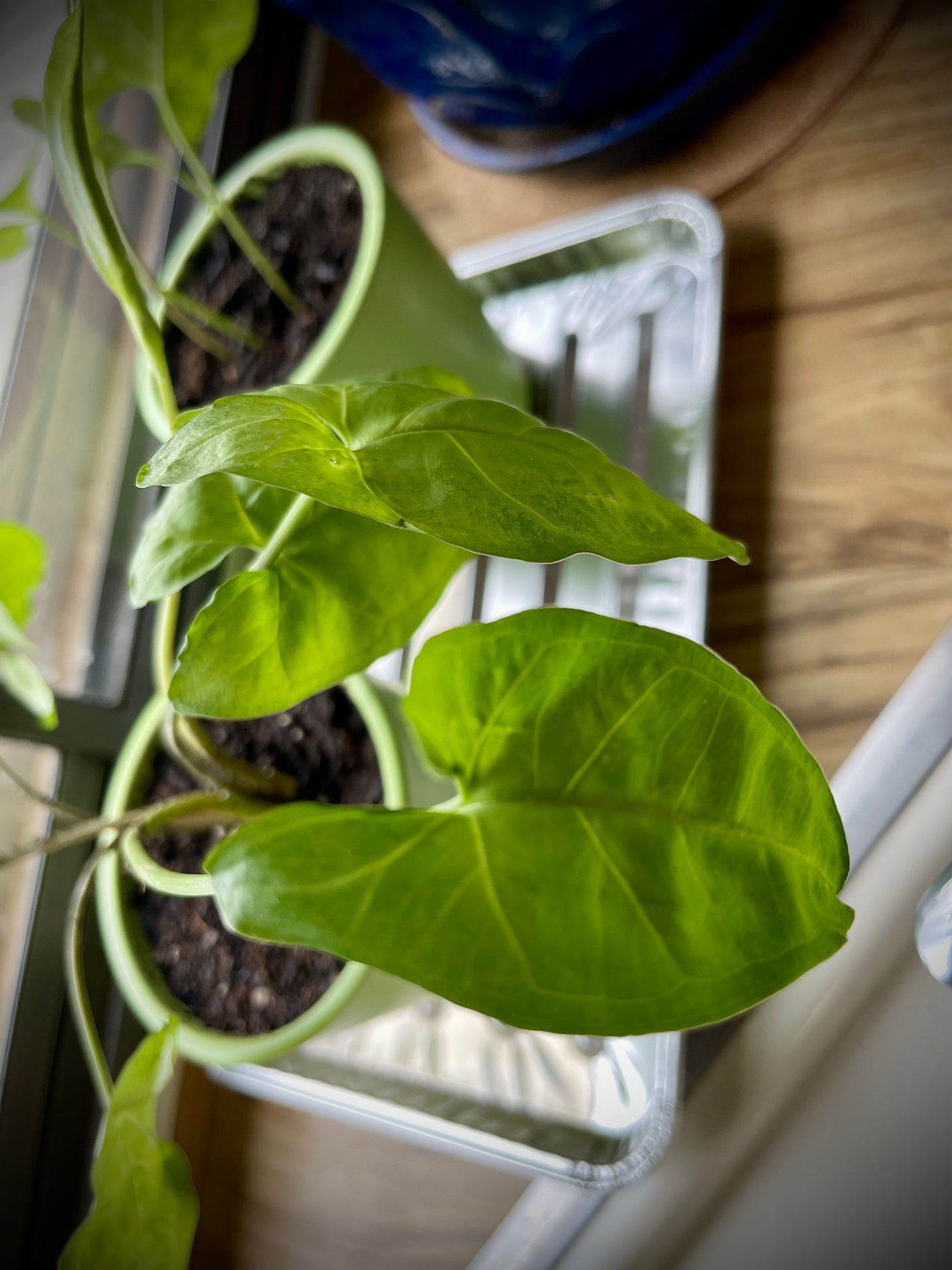 Artemisa diseña plantas en macetas tradicionales