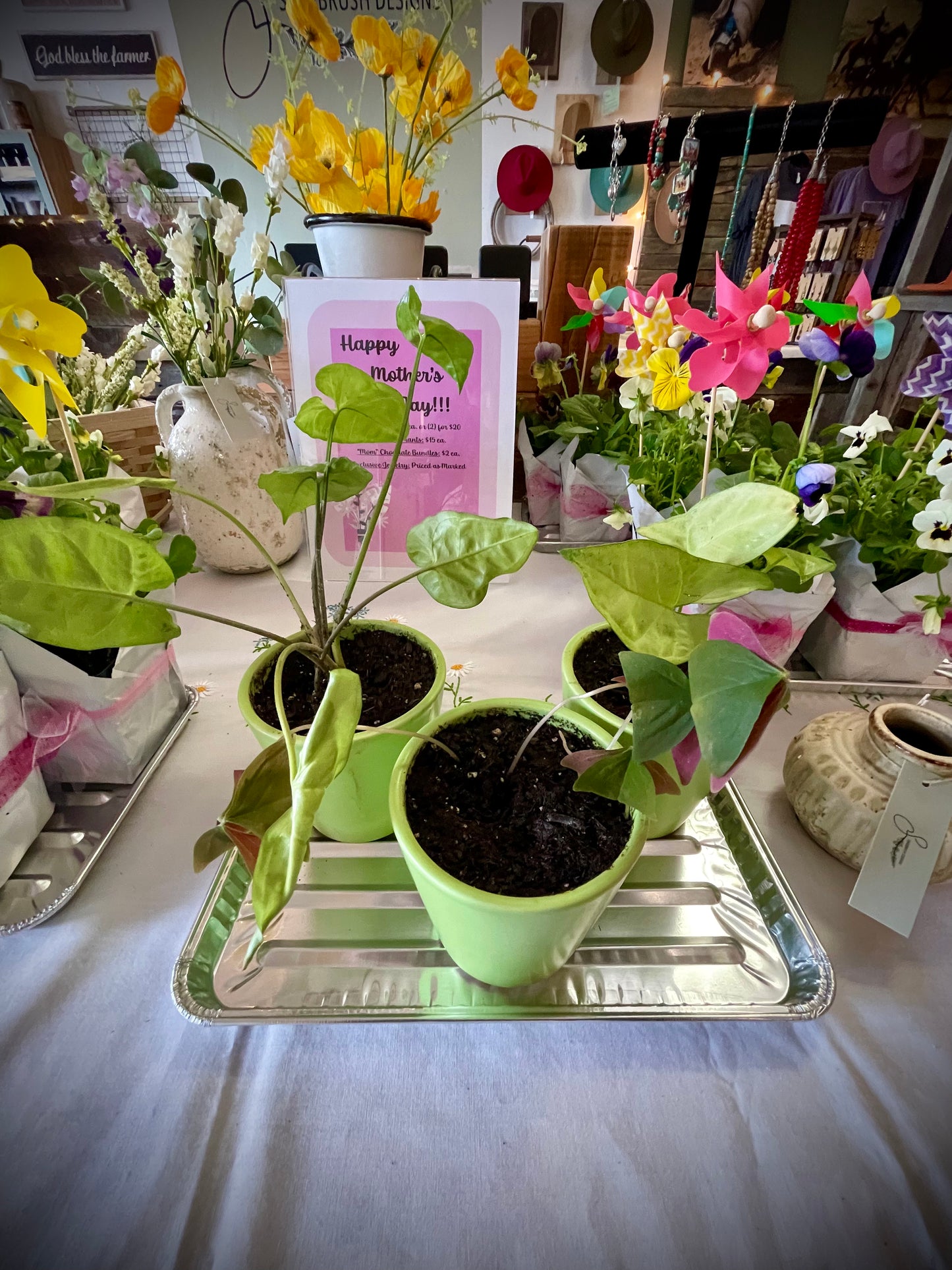 Artemisa diseña plantas en macetas tradicionales