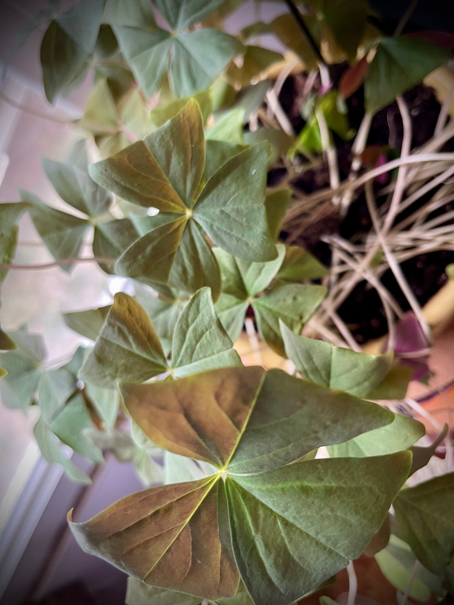 Artemisa diseña plantas en macetas tradicionales