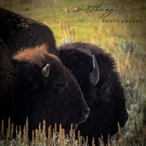 “Two Buffalo” (mom & baby)