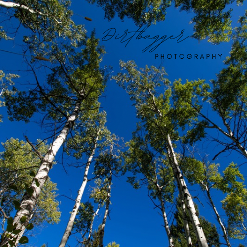 “Inside the Trees”