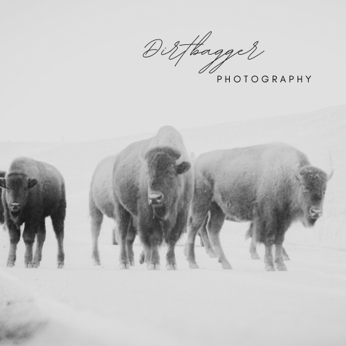 « Fête des bisons »