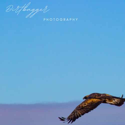 "Águila dorada"