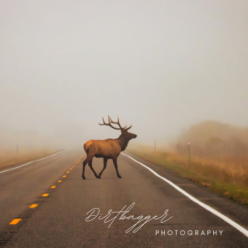 “White Sulphur Elk”