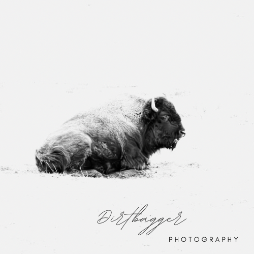 “Rest” (Laying Buffalo)