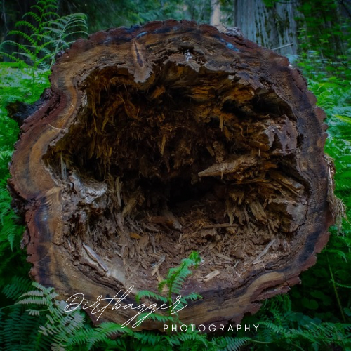 «Souche de cèdres de Ross Creek»