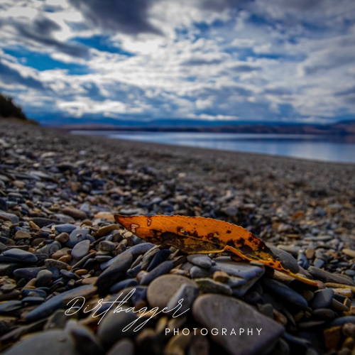 “Canyon Ferry Leaf”