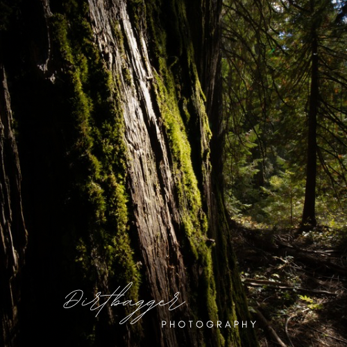 « Mousse de cèdre » (Ross Creek Cedars debout)